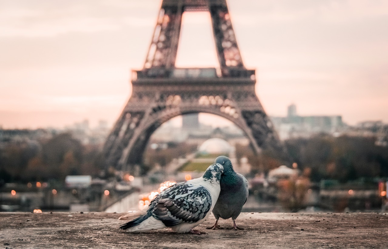 Vue de deux pigeons devant la tour Eiffel à Paris